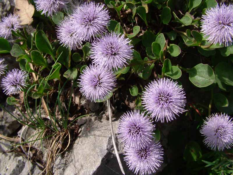 Globularia incanescens Viv. / Vedovella delle Apuane